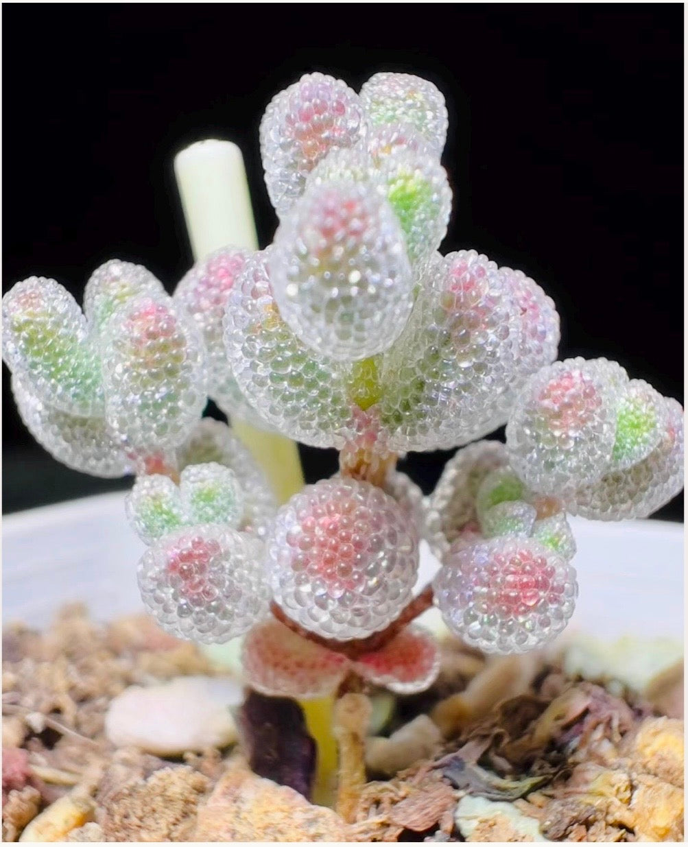10 Seeds Drosanthemum Skilpad, Very Rare Succulent Meaty Plant