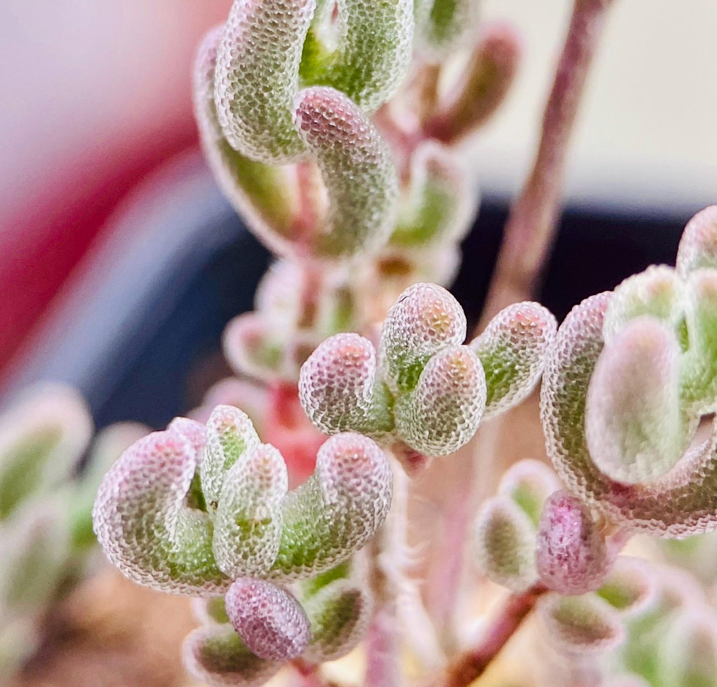 10 Seeds drosanthemum floribundum Diamond Very Rare Succulent Seed Pink Succulents Meaty Plants