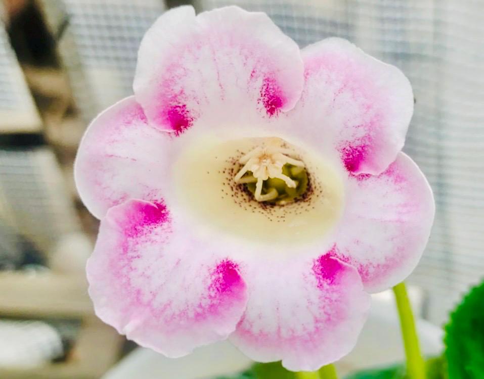 10 Seeds Mix Gloxinia Sinningia Speciosa Hybrid: Pink, Purple, Red Blooms