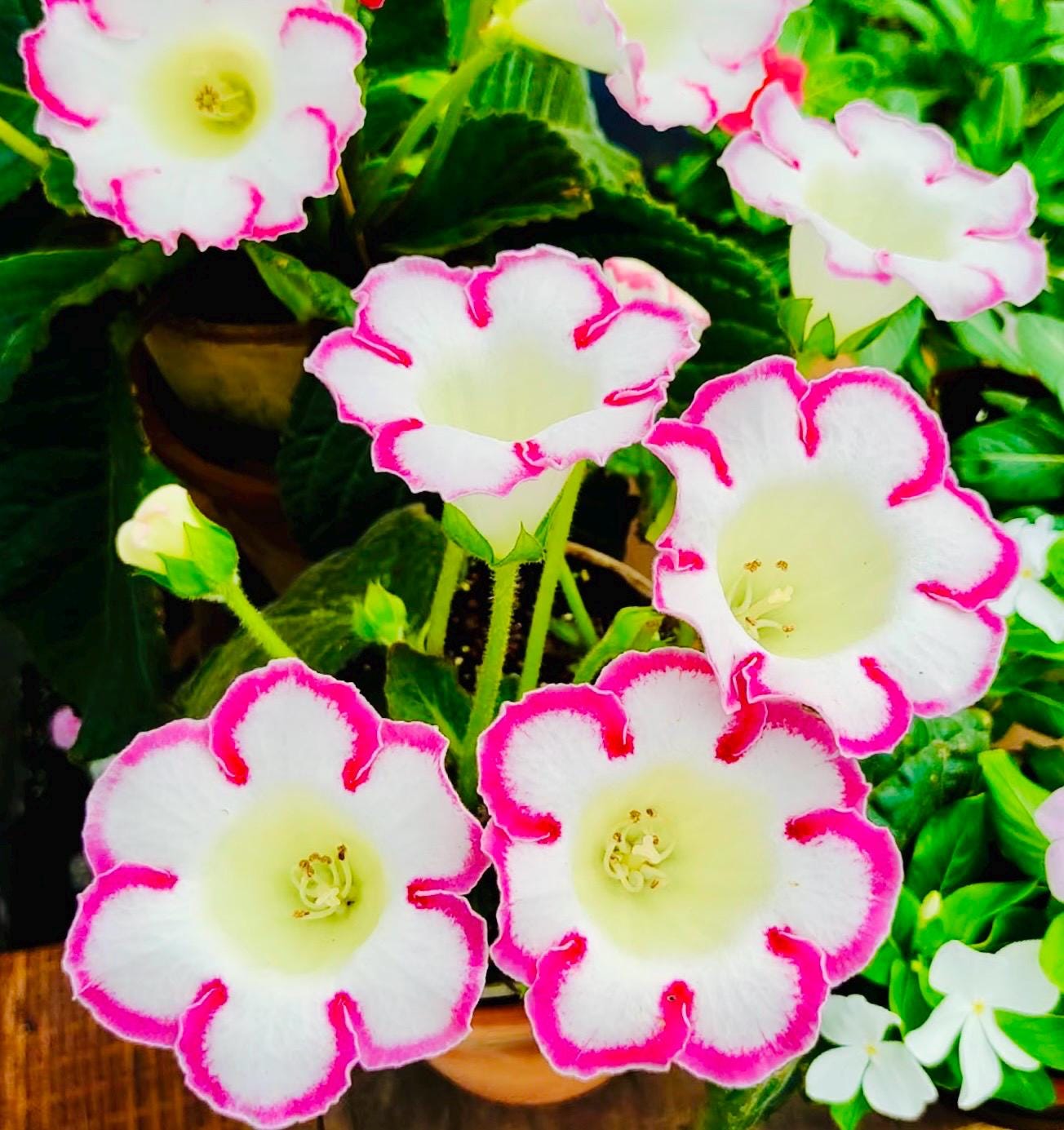 10 Seeds of Rare Gloxinia Sinningia Speciosa 'Pink Loop' Hybrid | Pink Blooms, Collector's Choice | Premium Easy-Care Houseplant