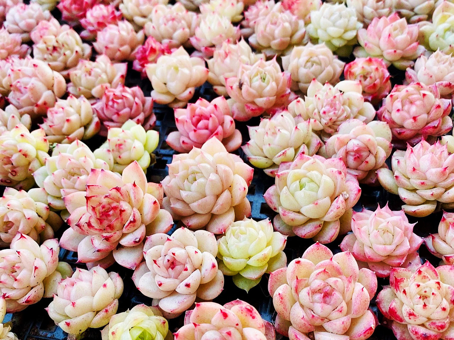 10 Seeds MIX Echeveria 'Malgan' wheat straw sp New hybrid rare Succulent Meaty Plants