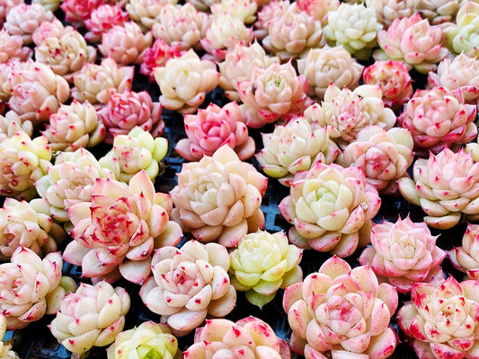 10 Seeds MIX Echeveria 'Malgan' wheat straw sp New hybrid rare Succulent Meaty Plants