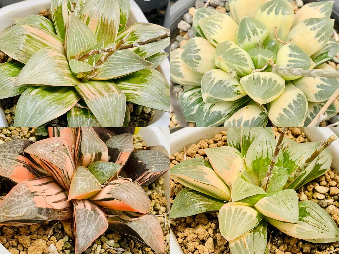 10 MIX Seeds Variegated Haworthia Emelyae / Picta sp seed Very Rare Succulent Meaty Plant
