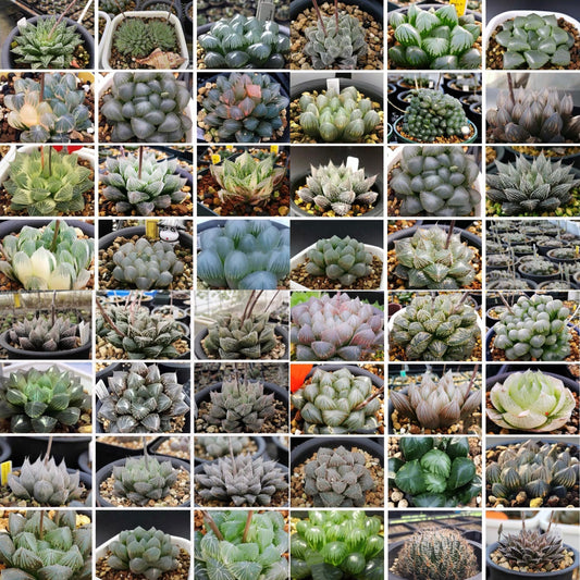 10 MIX Seeds Haworthia Cooperi sp MIX seed Very Rare Succulent Pink Plant Flower Succulents Meaty Plants