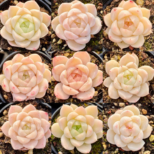 10 Seeds MIX Echeveria Alba hybrid sp rare Succulent Seed Pink Succulents Meaty Plants