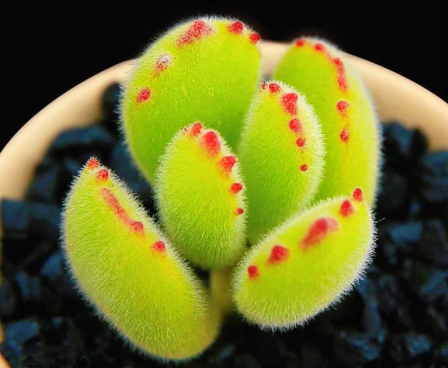 10 Seeds Cotyledon tomentosa ’Bear’s Paw’ Succulent Seed lovely Succulents Meaty Plants
