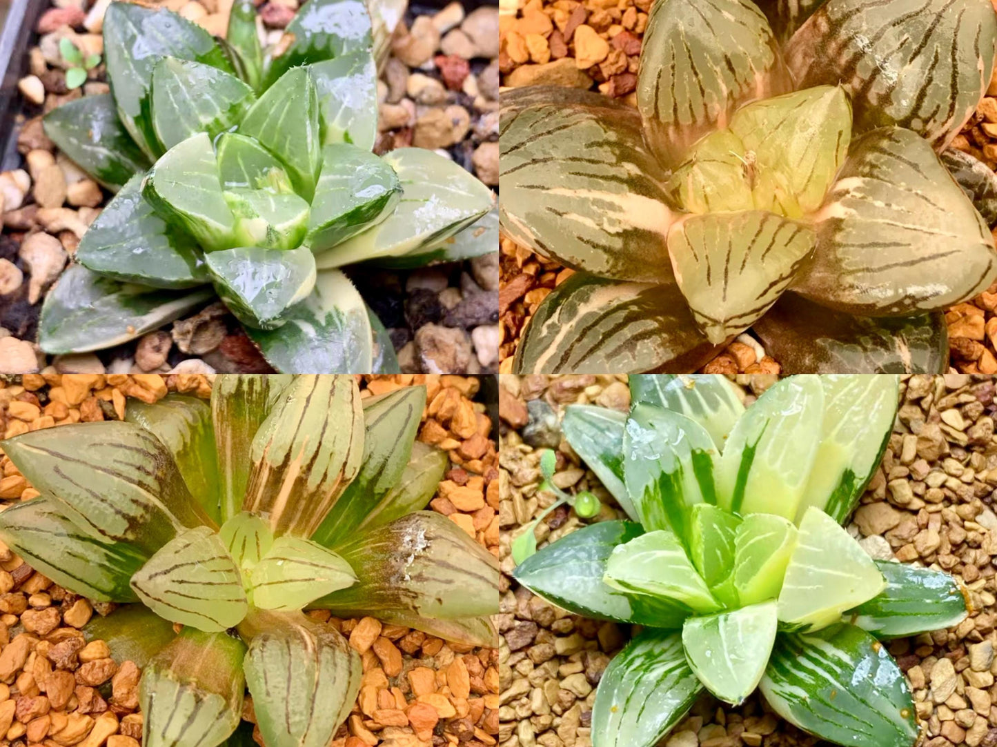 10 MIX Seeds Variegated Haworthia Emelyae / Picta sp seed Very Rare Succulent Meaty Plant