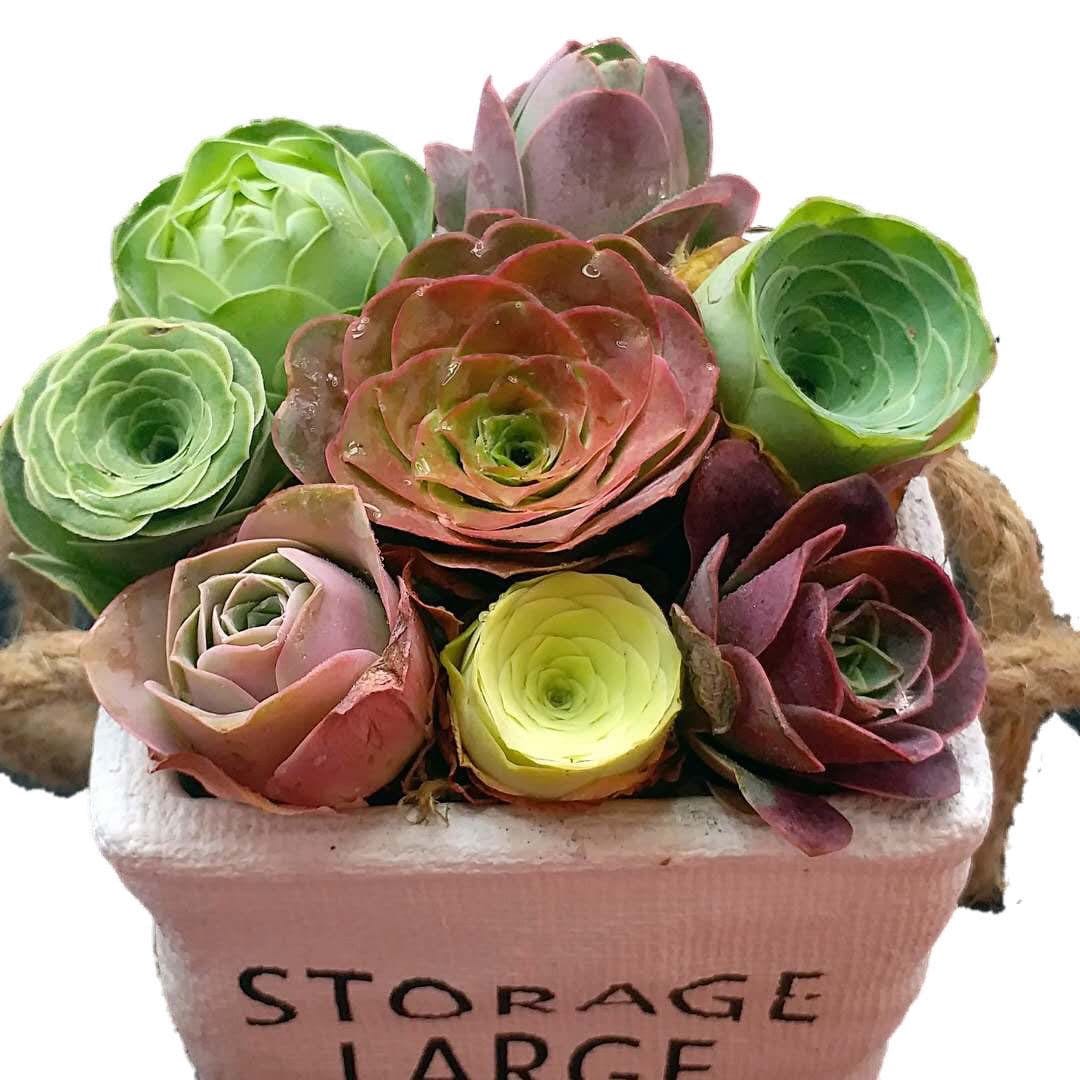 10 Seeds Rare Mountain Rose Seed MIX Greenovia Succulent Pink Purple Bonsai Plant Flower Succulents Meaty Plants