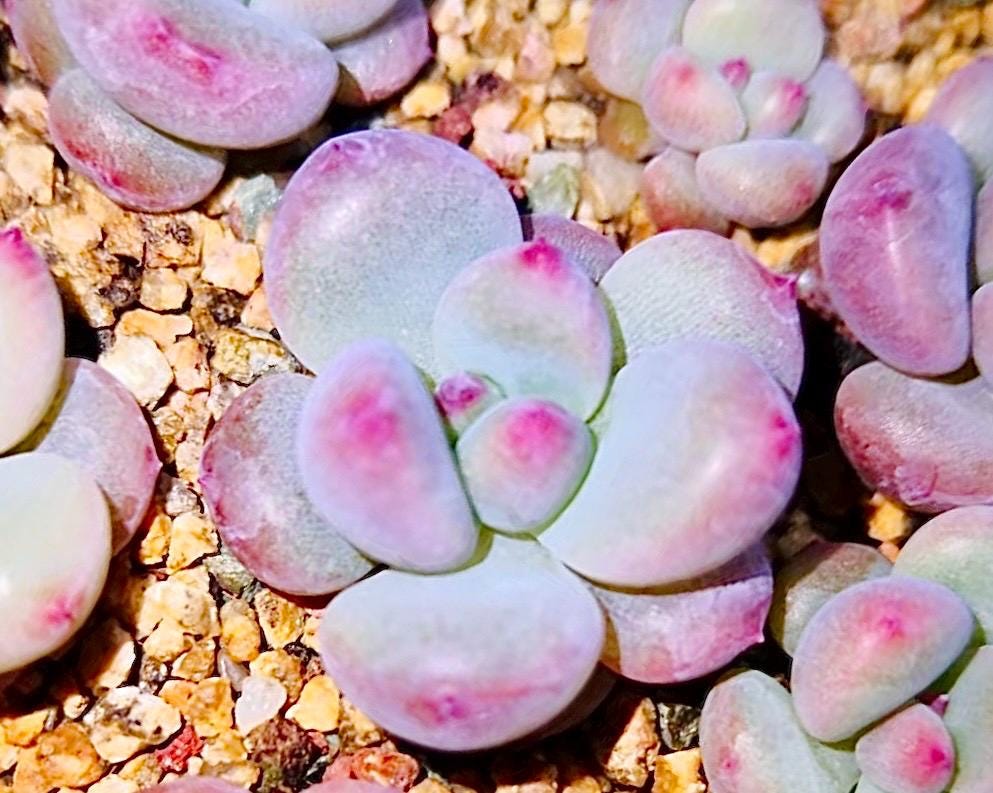 10 Seeds xPachyveria 'Elaine' X Echeveria rubin Rare hybrid New Succulent Plant