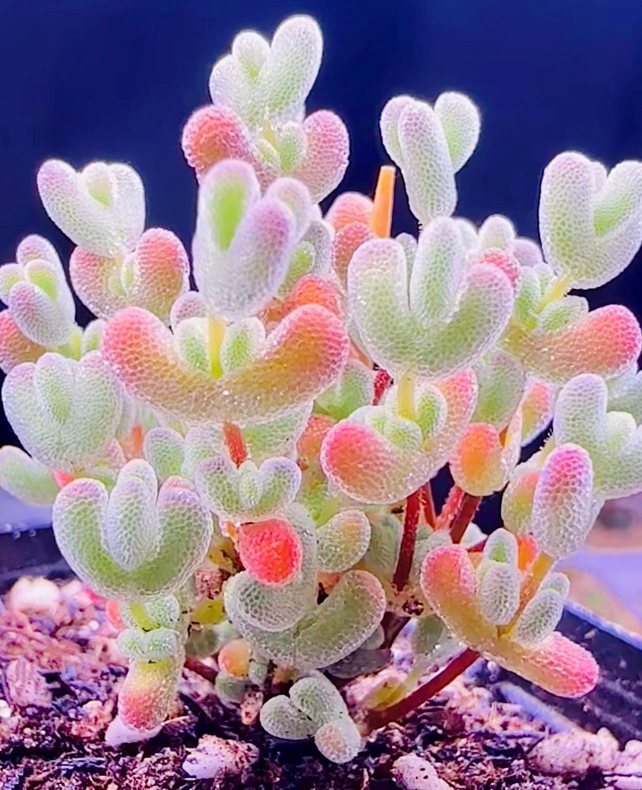 10 Seeds Drosanthemum delicatulum Very Rare Succulent Seed Pink Succulents Meaty Plants