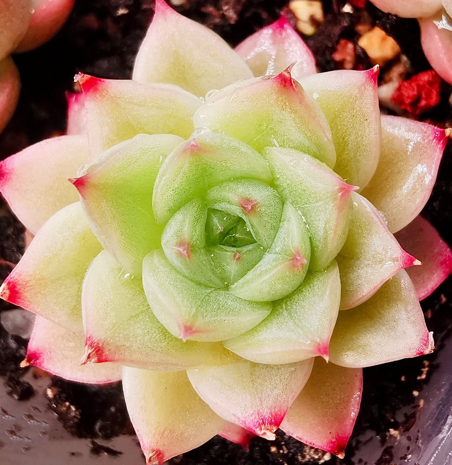 10 seeds Echeveria blood romeo X albamini New Hybrid Seed Rare Succulent