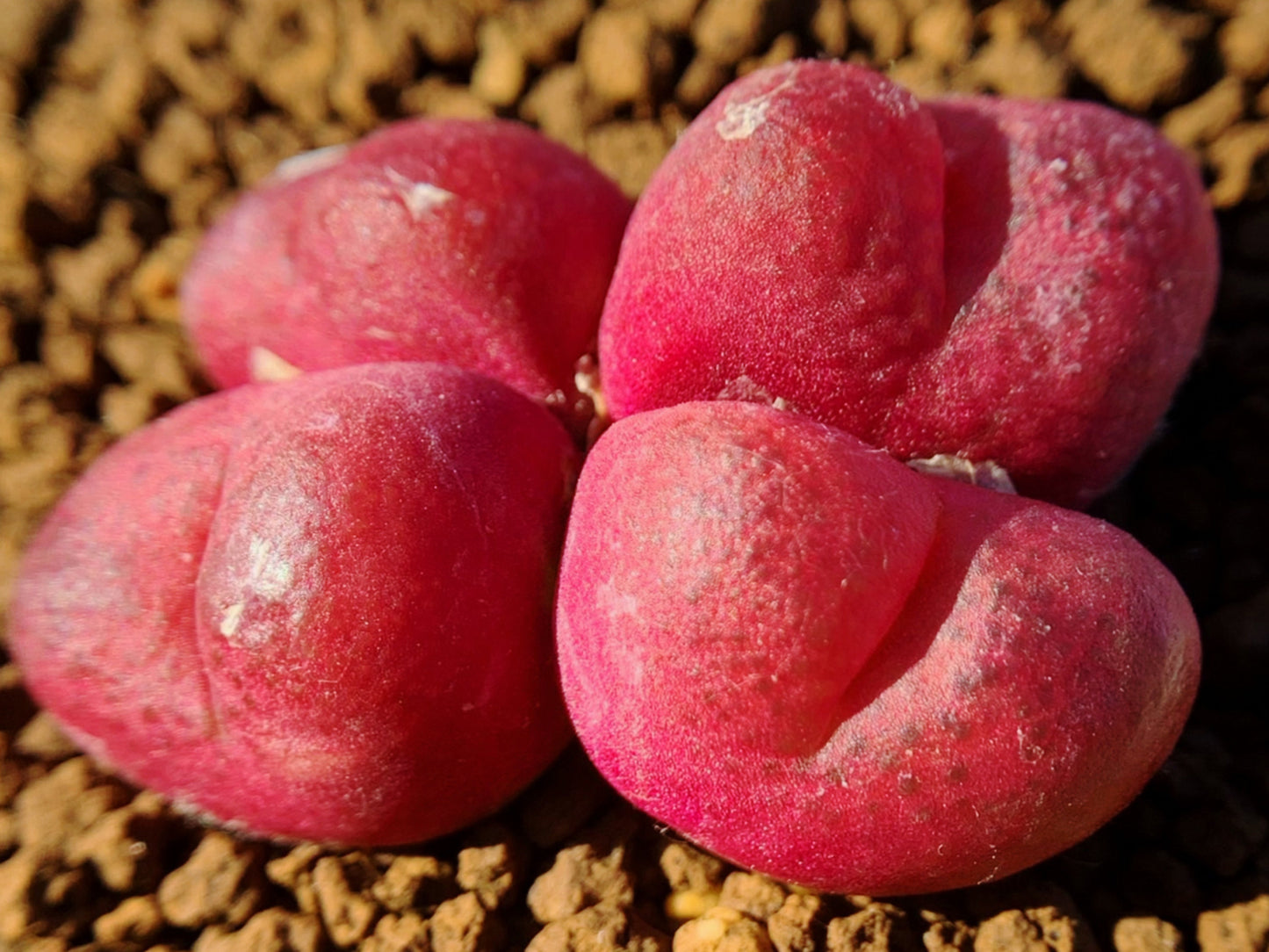 10 Seeds Red Conophytum maughanii Res Ruby Rare Succulent Seed Pink Succulents Meaty Plants Living stone