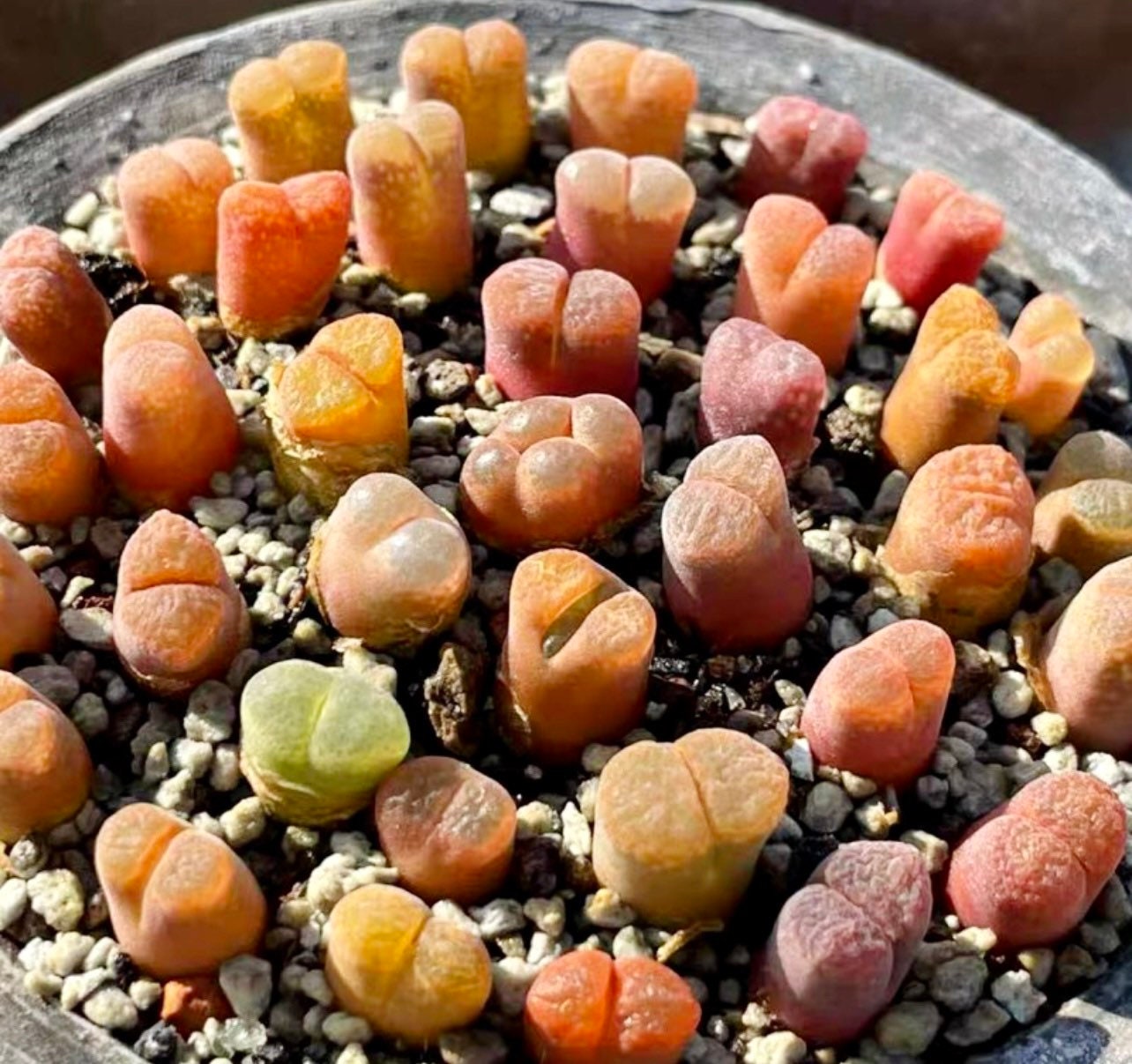10 Seeds MIX colorful Ophthalmophyllum sp / Conophytum sp Rare Succulent Seed Pink Succulents Meaty Plants Living stone