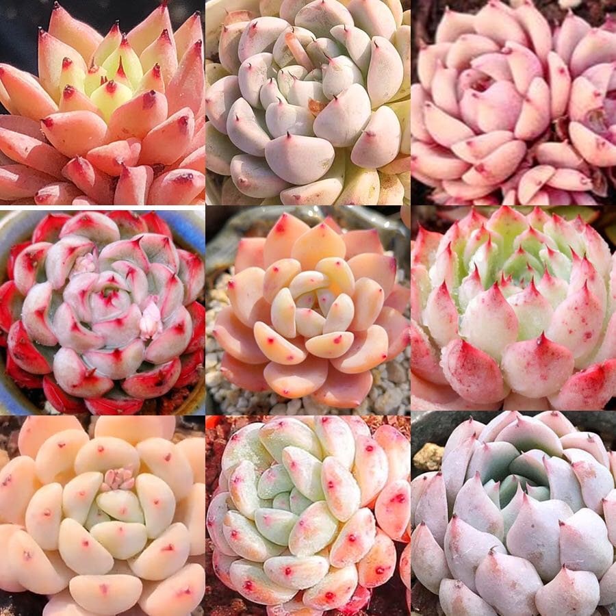 10 Seeds MIX Echeveria cuspidata Hybrid Seed Rare Succulent Plant