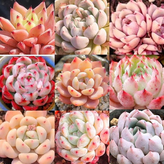10 Seeds MIX Echeveria cuspidata Hybrid Seed Rare Succulent Plant