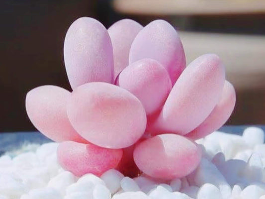 10 seeds Graptopetalum Amethystinum Lavender Pebbles Rare Succulent Meaty Plants