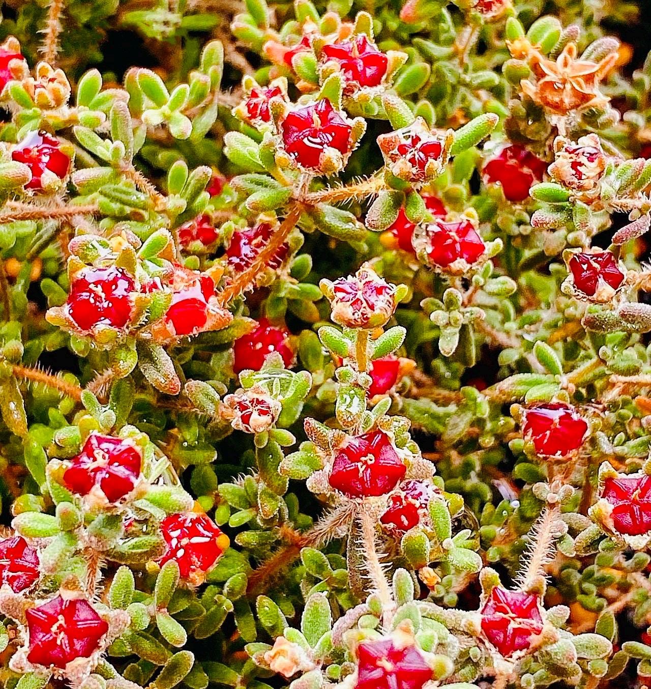 10 Seeds Drosanthemum stokoei Very Rare Succulent Seed Pink Succulents Meaty Plants