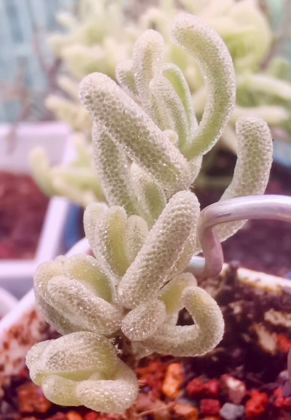 10 Seeds, Variegated Drosanthemum floribundum ‘White Crystal’, Succulent seed