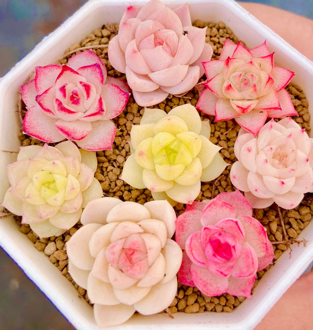 50 seeds Succulent Echeveria Hybrid Mix – Colorful Varieties – Easy to Grow