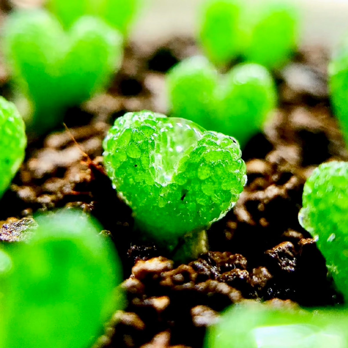 10 Seeds Diplosoma luckhoffii (Maughaniella luckhoffii) Seeds – Duckfoot Mesemb