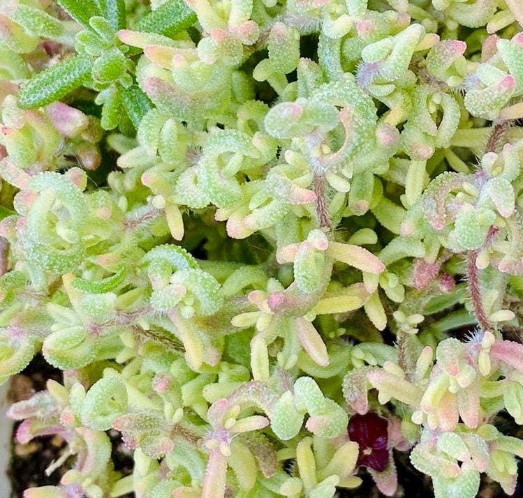 10 Seeds Drosanthemum stokoei VARIEGATED Very Rare Succulent Seed Pink Succulents Meaty Plants