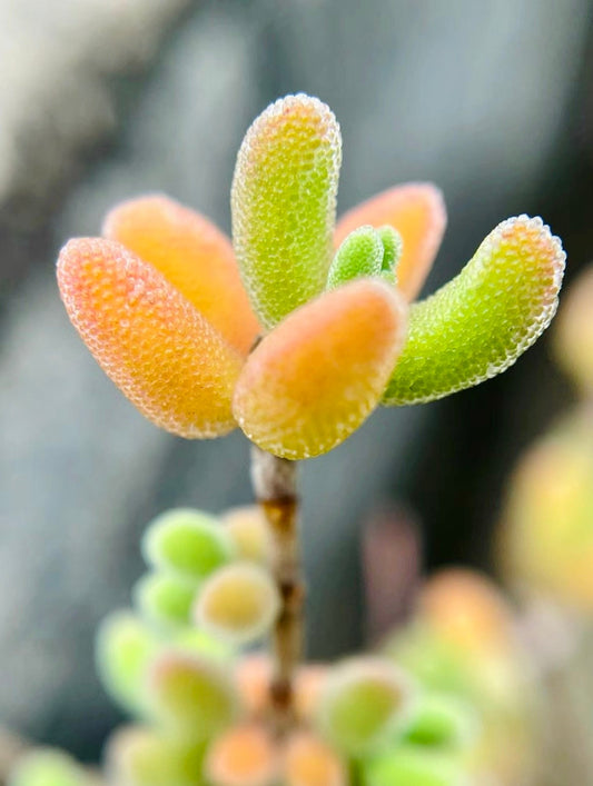 10 Seeds Drosanthemum eburneum Very Rare Succulent Seed Pink Succulents Meaty Plants