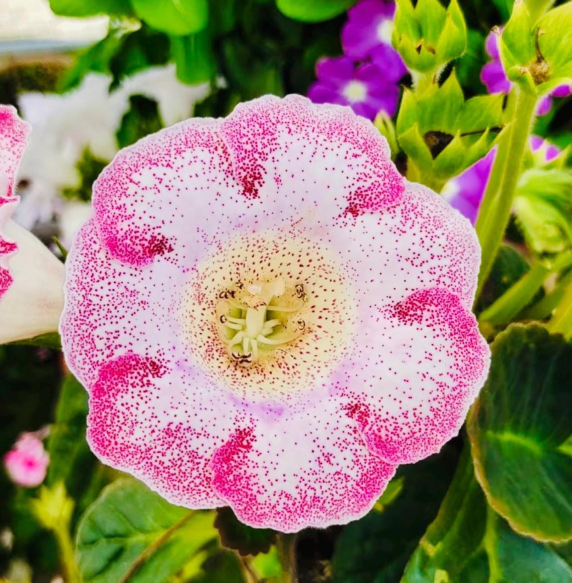 10 Seeds Mix Gloxinia Sinningia Speciosa Hybrid: Pink, Purple, Red Blooms