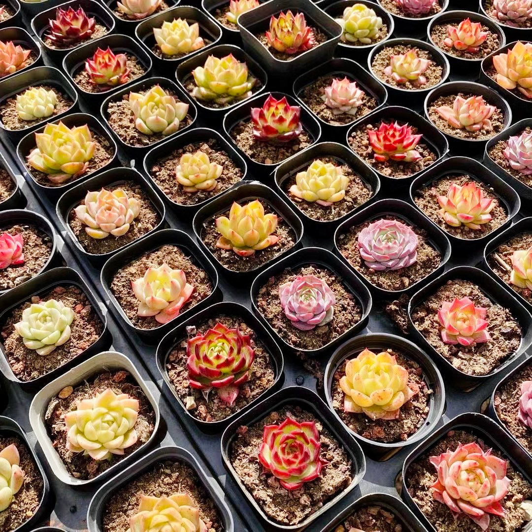 10 Seeds MIX Echeveria Agavoides SP X Hybrids Rare Succulent Meaty Plants
