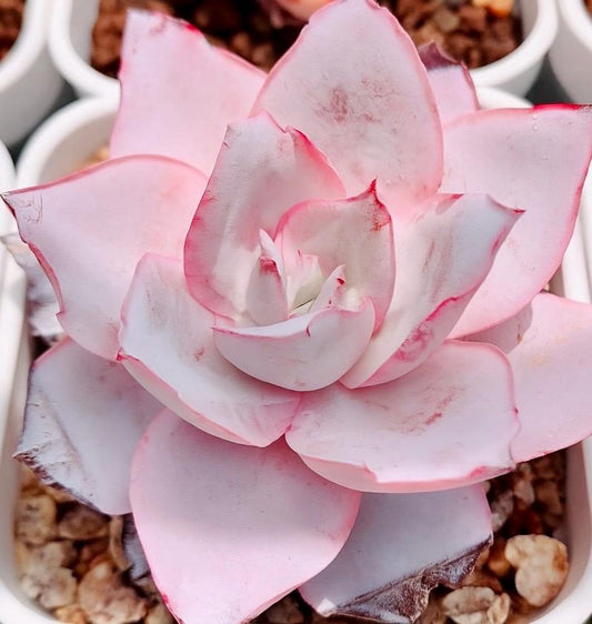 10 Seeds Echeveria Cante Rare Succulent Seeds Plant Flower Succulents Meaty Plants seeds