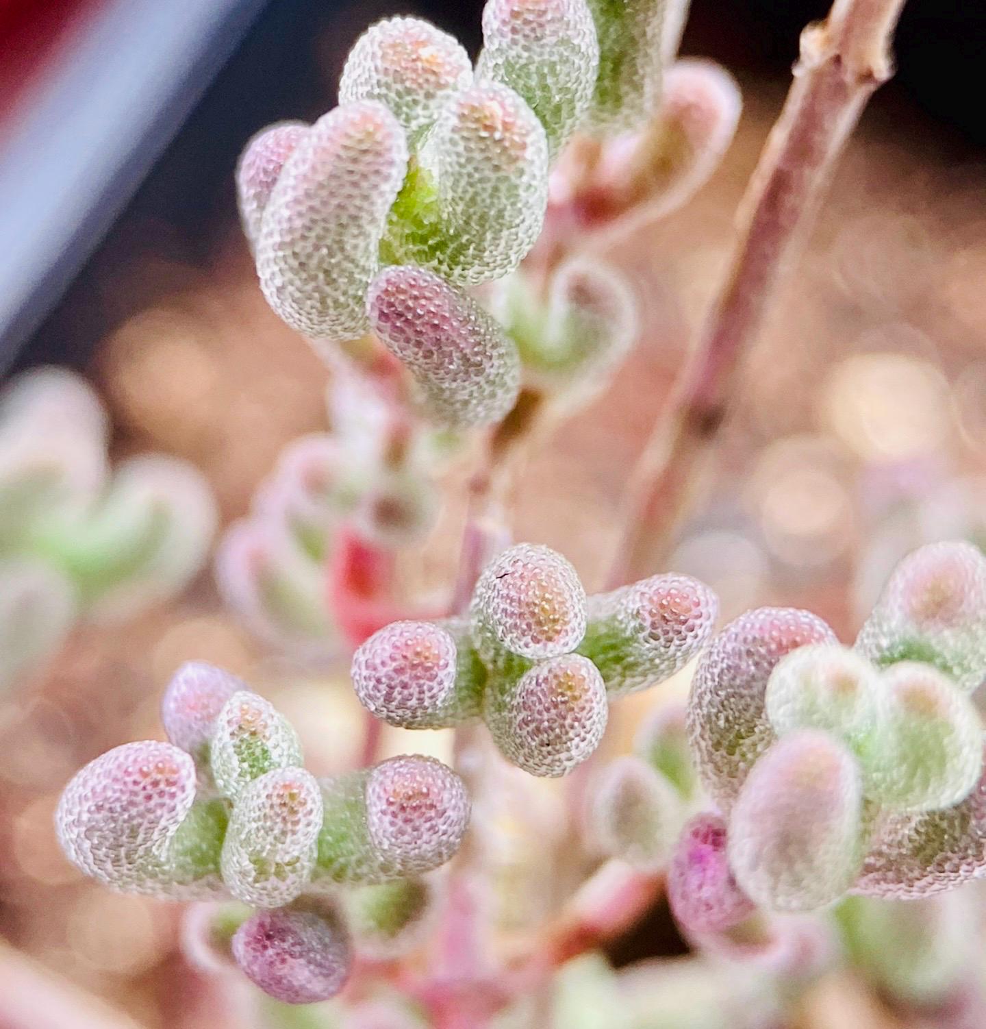 10 Seeds drosanthemum floribundum Diamond Very Rare Succulent Seed Pink Succulents Meaty Plants