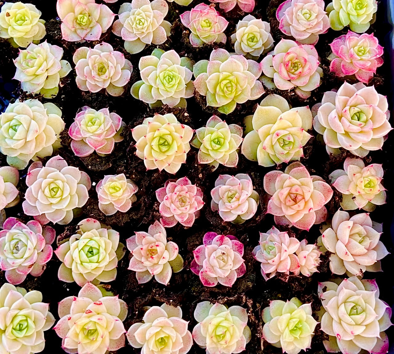 50 seeds Succulent Echeveria Hybrid Mix – Colorful Varieties – Easy to Grow