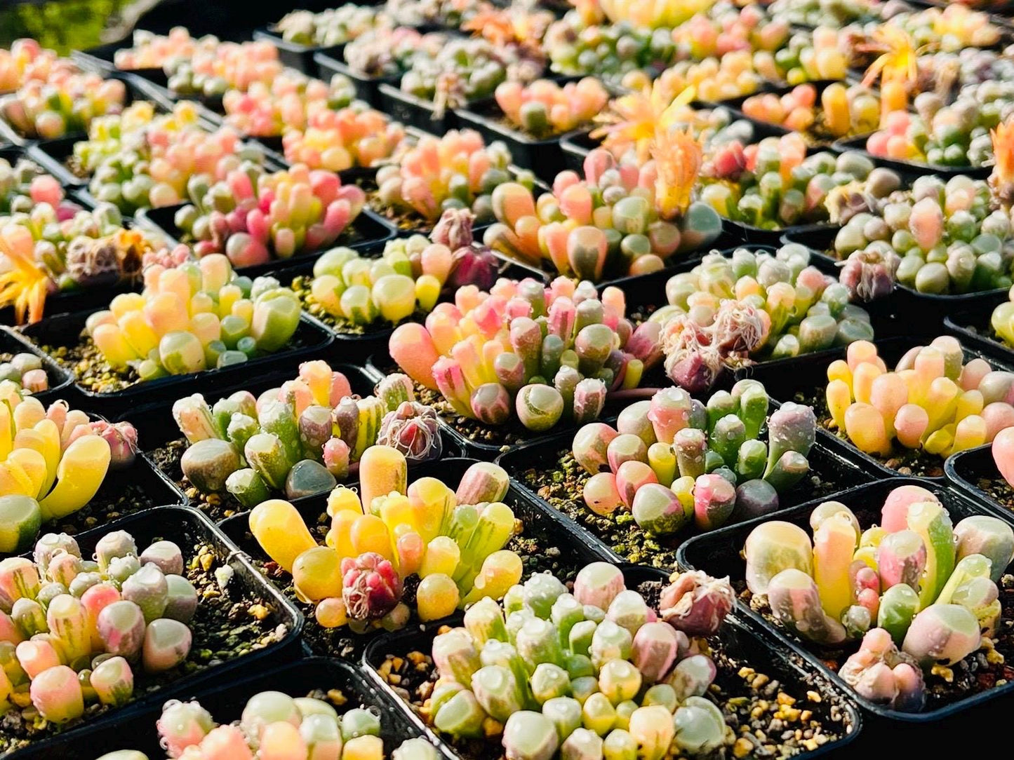 10 Seeds Fenestraria aurantiaca var. (Baby toes) Variegated Very Rare Succulent Seed Pink Succulents Meaty Plants