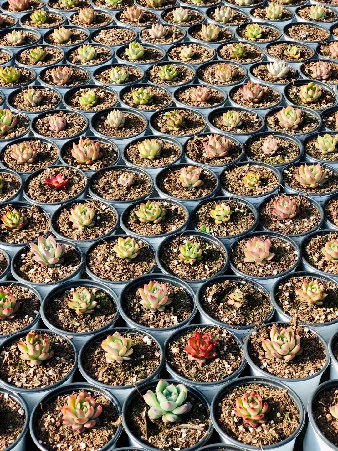10 Seeds MIX Echeveria Agavoides SP X Hybrids Rare Succulent Meaty Plants