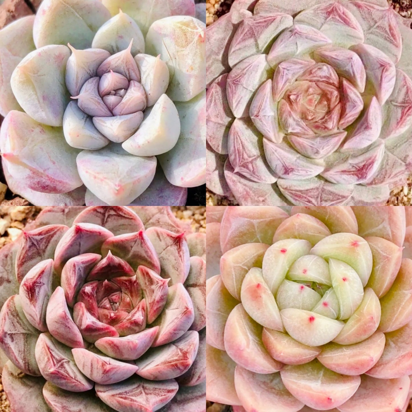 10 Seeds MIX Echeveria sp collection with amazing farina lines /Farina patterns extremely Rare RECOMMENDED Succulent Meaty Plants