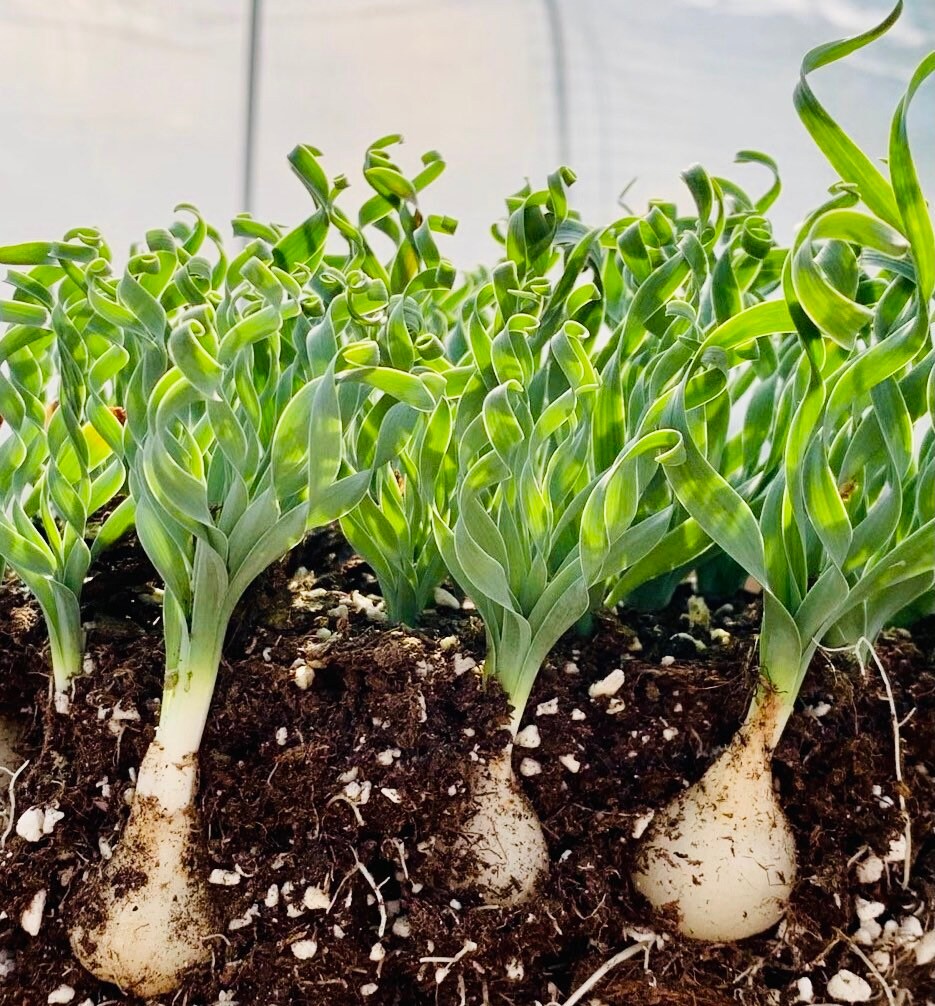 10 Seeds Albuca concordiana ‘Spring Grass’ Rare Succulent Plant