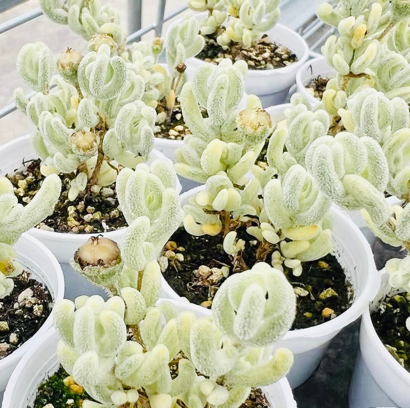10 Seeds, Variegated Drosanthemum floribundum ‘White Crystal’, Succulent seed