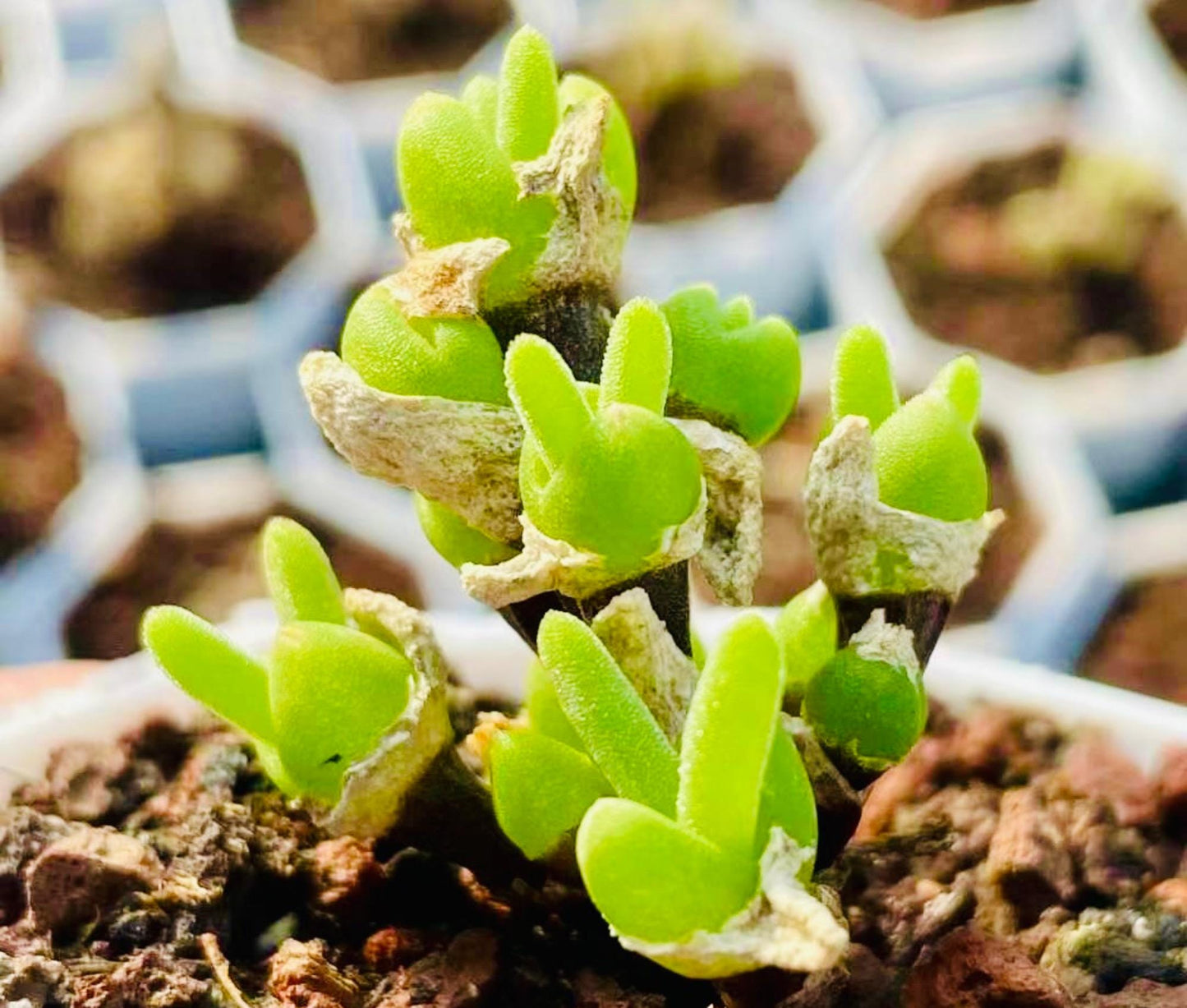 10 Seeds Dicrocaulon ramulosum Very Popular Succulent Seed Pink Succulents Meaty Plants