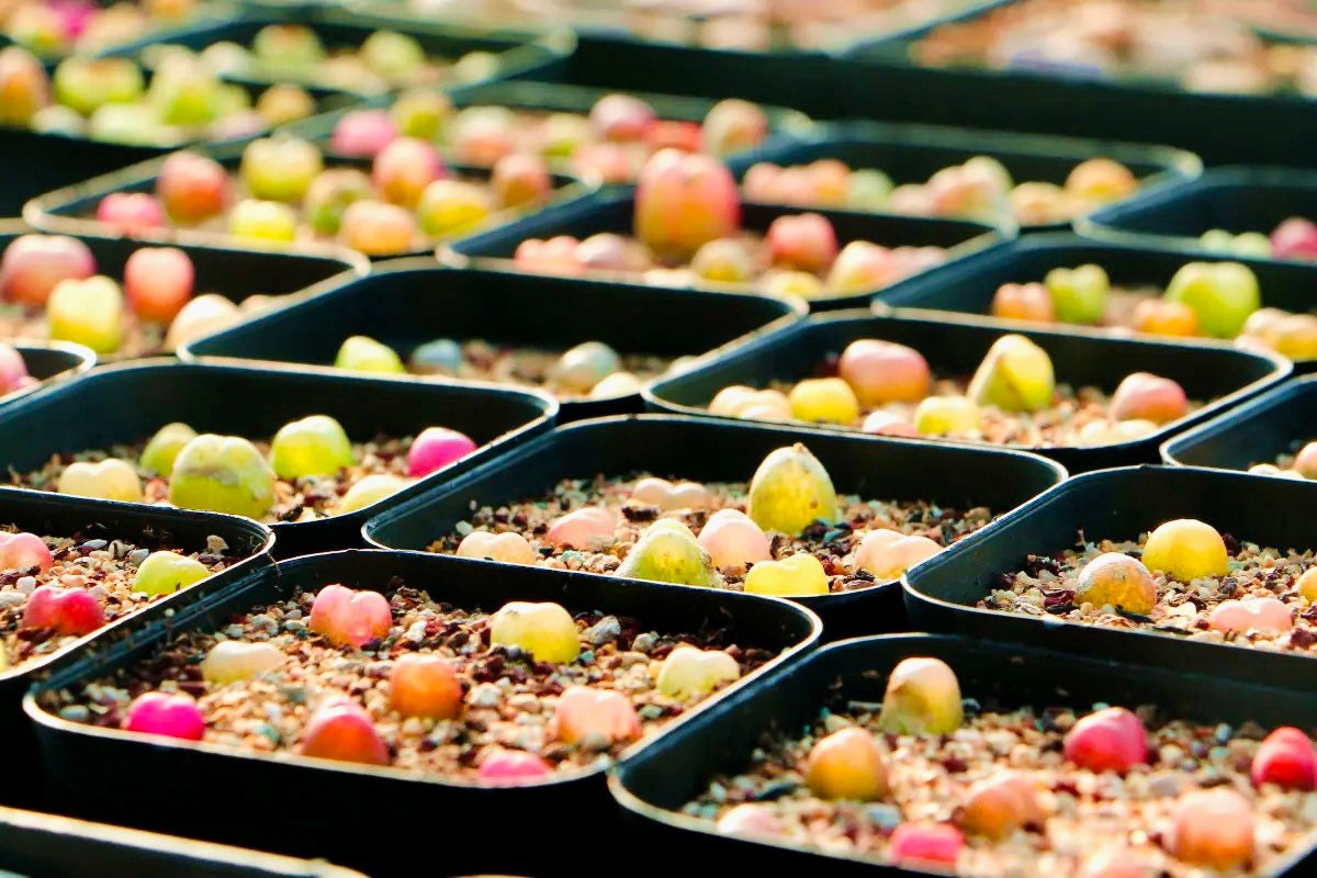 10 Seeds MIX colorful Conophytum maughanii sp Rare Succulent Seed Succulents Meaty Plants