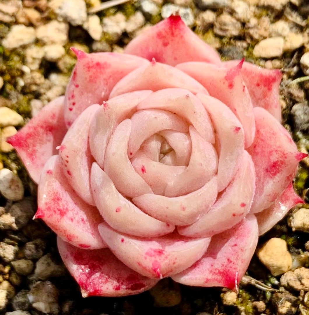 10 Seeds Echeveria hyaliana X Monroe New Hyalina Hybrid Seed Rare Succulent Pink Flower Succulents Meaty Plants
