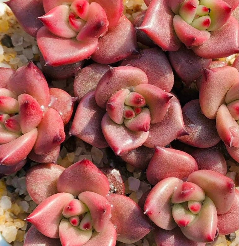 10 Seeds Echeveria Blood Romeo Rare Succulent Plant
