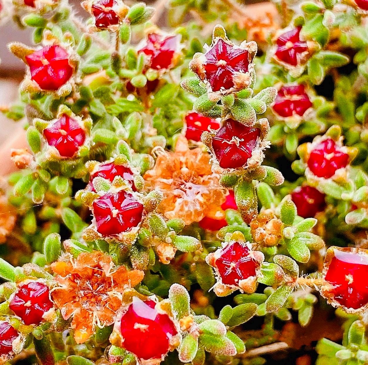10 Seeds Drosanthemum stokoei Very Rare Succulent Seed Pink Succulents Meaty Plants