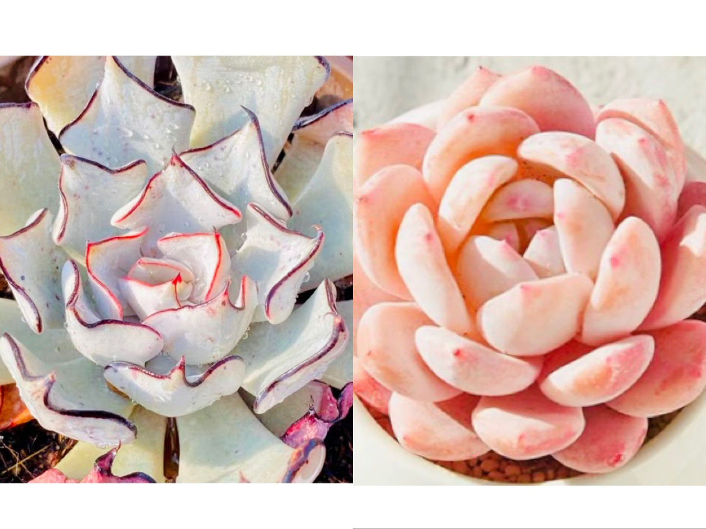 10 Seeds Echeveria strictiflora Nova X Monroe Hybrid Seeds: Rare Pink Succulent