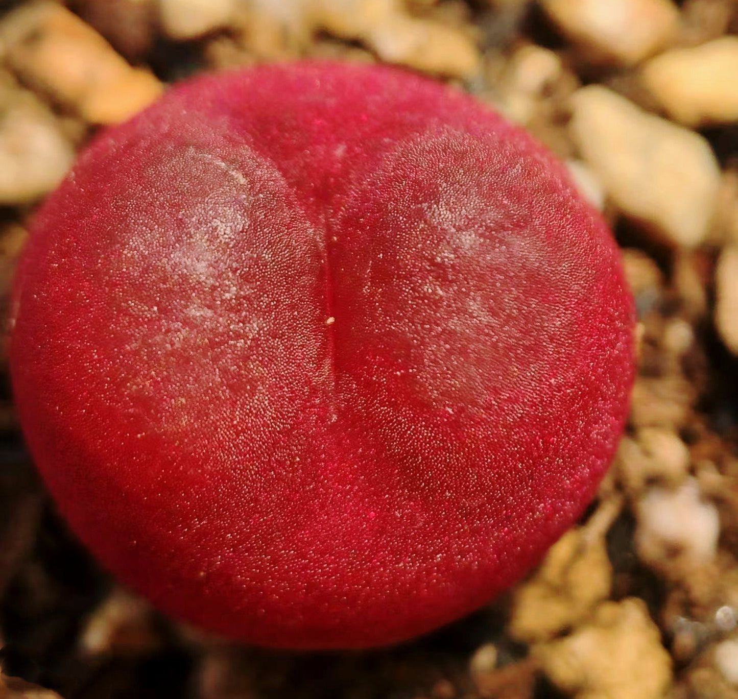 10 Seeds Red Conophytum maughanii Res Ruby Rare Succulent Seed Pink Succulents Meaty Plants Living stone
