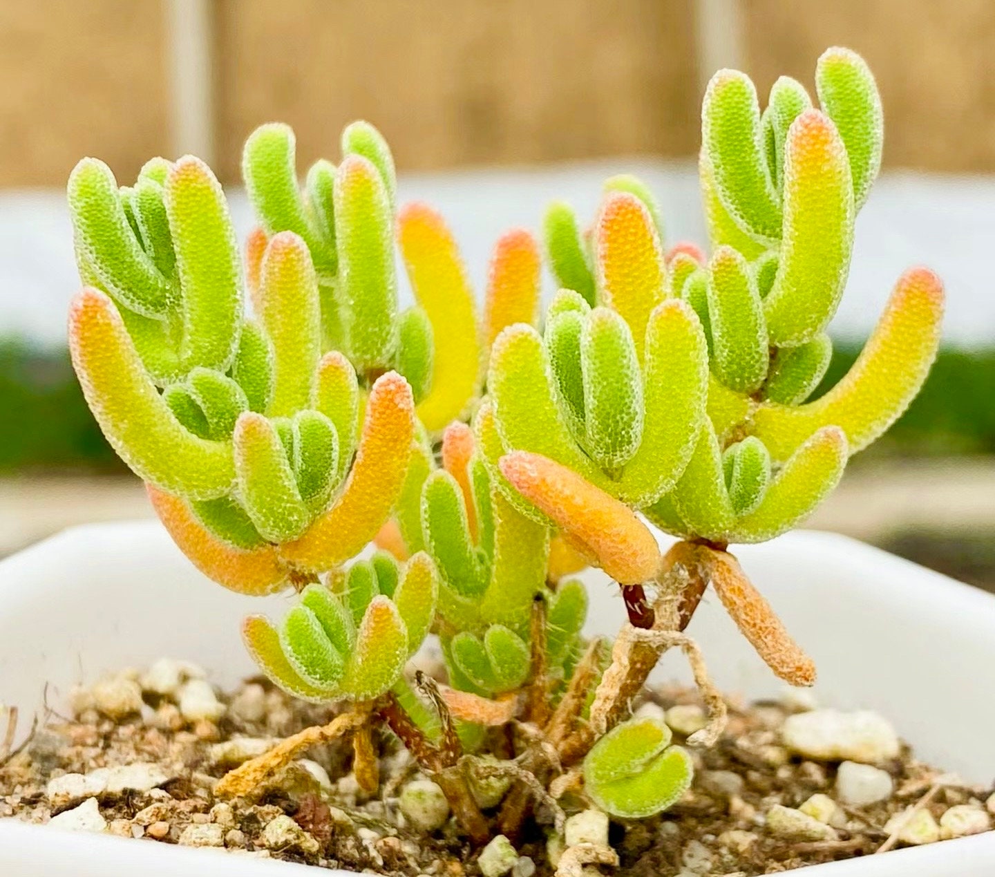 10 Seeds Drosanthemum eburneum Very Rare Succulent Seed Pink Succulents Meaty Plants