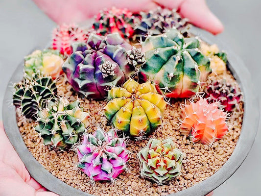 10 Seeds Gymnocalycium mihanovichii var. friedrichii Werder SEED Rare Cactus Succulent Meaty Plant