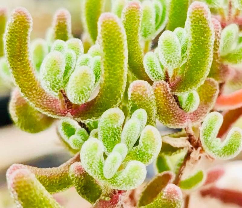 10 Seeds drosanthemum floribundum Diamond Very Rare Succulent Seed Pink Succulents Meaty Plants