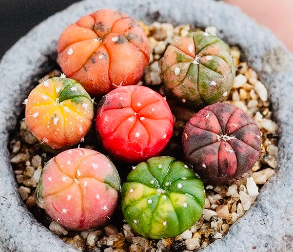 10 Seeds Astrophytum ‘Star plant’ v. Variegated Rare Succulents Cactus