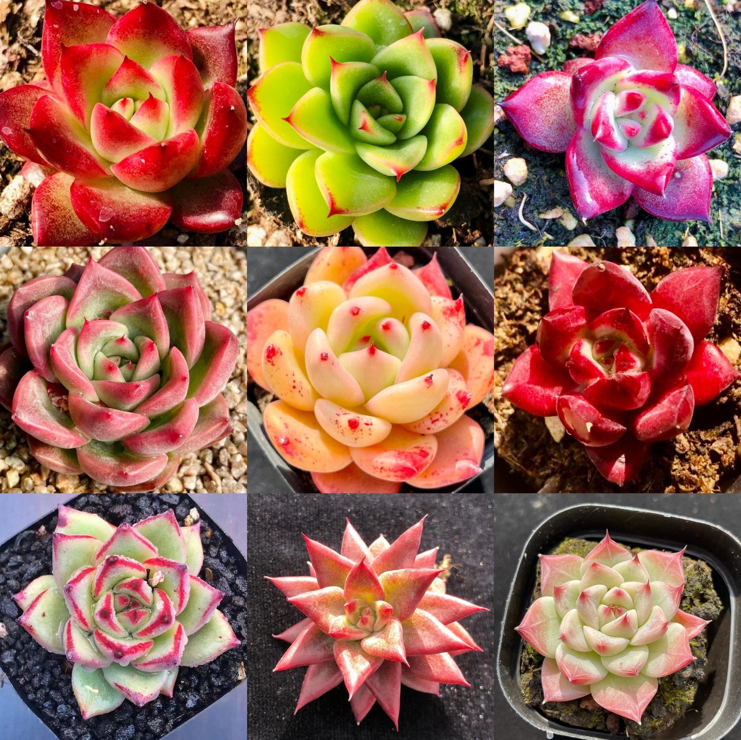 10 Seeds MIX Echeveria Agavoides SP X Hybrids Rare Succulent Meaty Plants