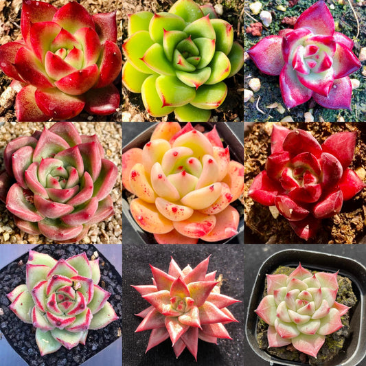 10 Seeds MIX Echeveria Agavoides SP X Hybrids Rare Succulent Meaty Plants