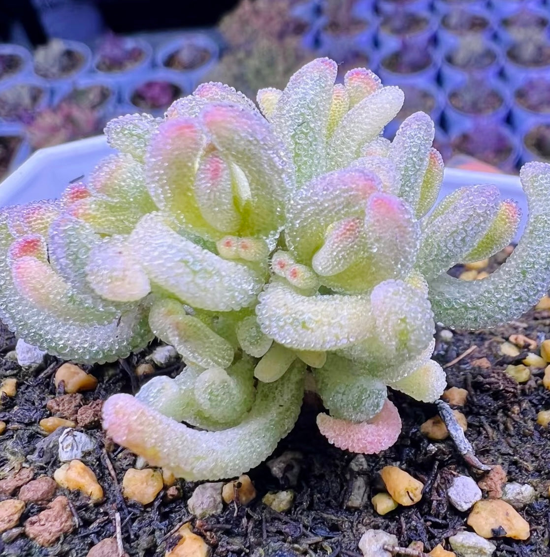 10 Seeds, Variegated Drosanthemum floribundum ‘White Crystal’, Succulent seed